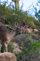 Male Coues whitetail deer, Odocoileus virginianus couesi, a young buck with velvet on his antlers foraging for food in the Sonoran Desert north of Tucson, Arizona, USA.