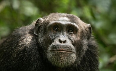 Closeup shot of a chimpanzee in Uganda, East Africa