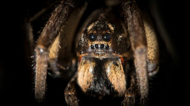 Macro Shot Of Tarantula Wolf Spider (Lycosa Tarantula)