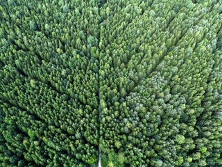 Aerial view of green forest near Munich as background or presentation slide