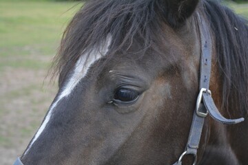 Closeup of a brown horse face from the profile