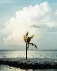 Tropical palm tree near the sea on a cloudy day