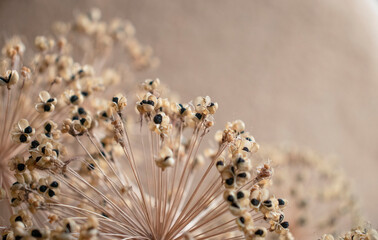 beige background from dried seeds