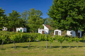 Fototapeta na wymiar Traditional wine cellars street (kellergasse) in Ungerndorf, Lower Austria, Austria