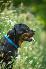 Rottweiler in a green summer park 