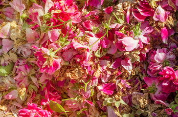 pink petals of withered roses