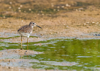 A Wood Sandpiper at a lake
