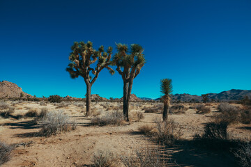 Joshua tree nature and landscape