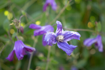 boy with yellow maple leaves in his hands in the park in autumn
