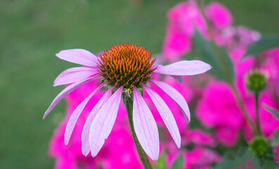 Echinacea purpurea in the garden