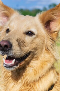 Vertical closeup shot of a happy Hazer Fuchs dog