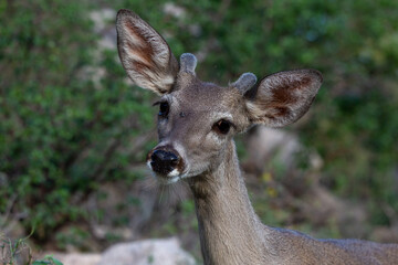 Male Coues whitetail deer, Odocoileus virginianus couesi, a young buck with velvet on his antlers foraging for food in the Sonoran Desert north of Tucson, Arizona, USA.