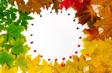 Round frame from green, yellow and faded brown autumn leaves of maple, oak and rowan berries and wild grapes isolated on white background.
