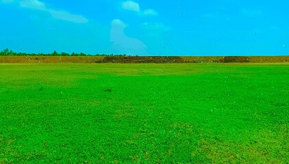 green grass and blue sky