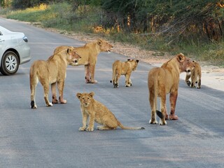 Closeup of pride of lionesses and cubs on a road