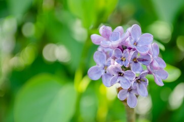 Selective focus shot of fragrant blossoms of common lilac (syringa vulgaris)
