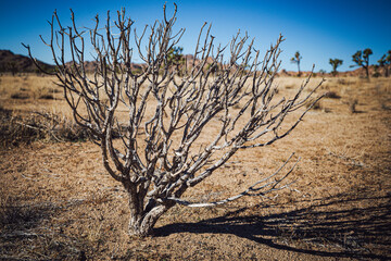 Joshua tree nature and landscape