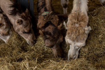 Hay eating closeup of domesticated Camelus Dromedarius in a camel milk farm. Food and dairy industry.