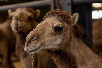 Cheerful closeup of domesticated Camelus Dromedarius in a camel milk farm. Food and dairy industry.