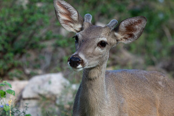 Male Coues whitetail deer, Odocoileus virginianus couesi, a young buck with velvet on his antlers foraging for food in the Sonoran Desert north of Tucson, Arizona, USA.