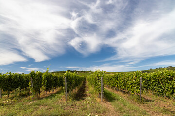 Fototapeta na wymiar Tokaj landscape with vineyard, Unesco site, Hungary