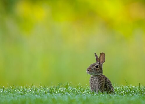 Closeup of a baby eastern cottontail (Sylvilagus floridanus) in a grass
