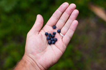 Forest freshly picked blueberries on hand