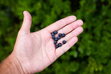 Forest freshly picked blueberries on hand
