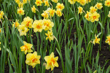 Fototapeta premium A lot of yellow daffodils with a large terry middle natural