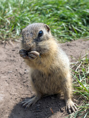 Fototapeta na wymiar Gopher is standing on its hind legs on the grassy field and eating sunflower seeds