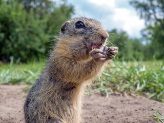 Naklejka na ściany i meble Gopher is standing on its hind legs on the grassy field and eating sunflower seeds