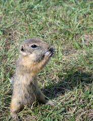 Naklejka na ściany i meble Gopher is standing on its hind legs on the grassy field and eating sunflower seeds