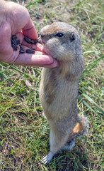Gopher is standing on its hind legs and begging for food from the hand of a person