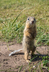 Gopher is standing on its hind legs on the grassy field