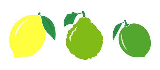 Vector Set of fruits  - a lemon, bergamot and a lime - colour icons on white background images. - obrazy, fototapety, plakaty