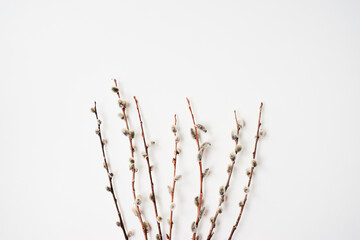 Branches of pussy willows on white background. Flat lay, top view.