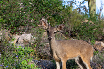 Male Coues whitetail deer, Odocoileus virginianus couesi, a young buck with velvet on his antlers foraging for food in the Sonoran Desert north of Tucson, Arizona, USA.