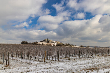Winter vineyard near Mikulov, Palava region, Southern Moravia, Czech Republic