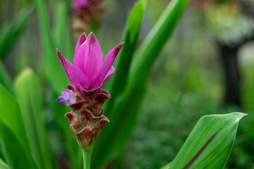 Siam Tulip purple Turmeric flower ( Curcuma Alismatifolia ) over green nature background