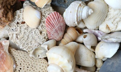 Shell Background Very Cool