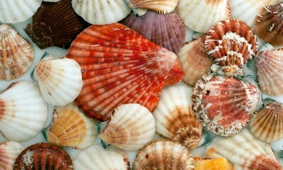Shell Background Very Cool