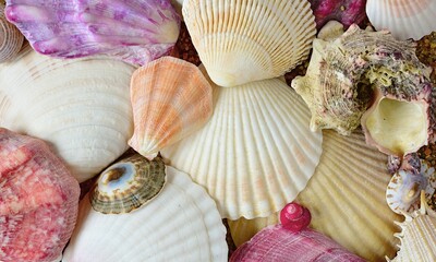 Shell Background Very Cool