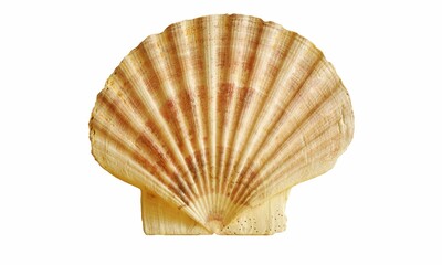 Shell Background Very Cool