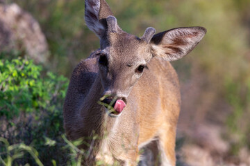 Male Coues whitetail deer, Odocoileus virginianus couesi, a young buck with velvet on his antlers foraging for food in the Sonoran Desert north of Tucson, Arizona, USA.