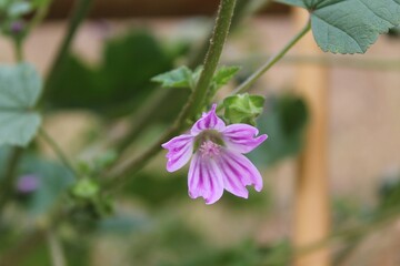 Fototapeta premium flower in the garden