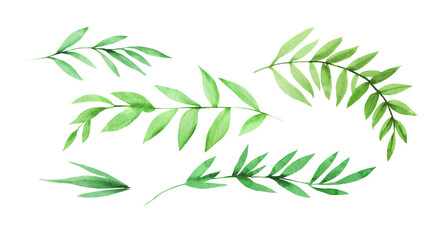 Set of watercolor green leaves. Best for design, wedding invitations, greeting cards, scrapbooking and banners