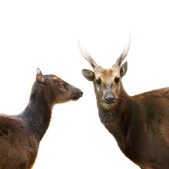  portraits Philippine sika deer isolated on white background