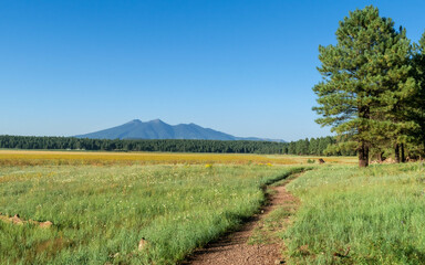 Path through a mountain meadow