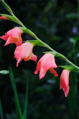 Beautifull flowers of sikkim, flowering plants in Sikkim, tourist attraction, india.