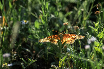 butterfly on the grass